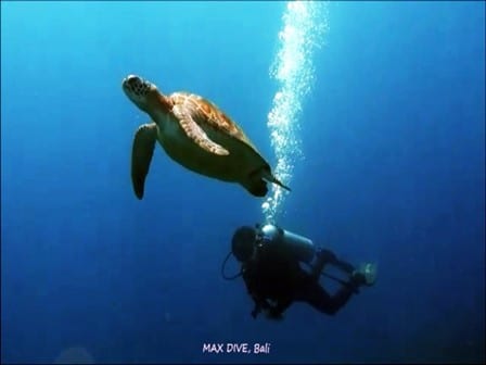 バリ島ウミガメとダイビング
