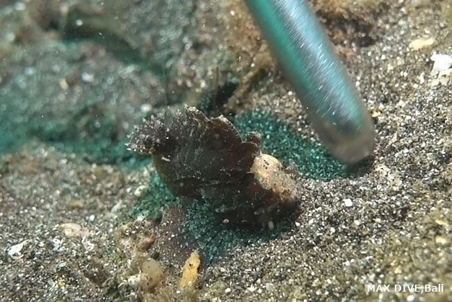 バリ島シークレットベイの砂地にいたロングスパインワスプフィッシュ，Longspine waspfish