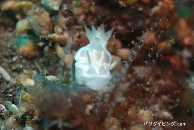 シロタエイロウミウシ,Glossodoris buko
