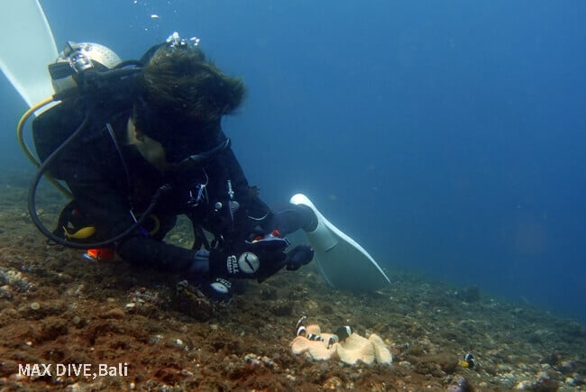 バリ島マクロダイビング、初心者ダイバーも歓迎