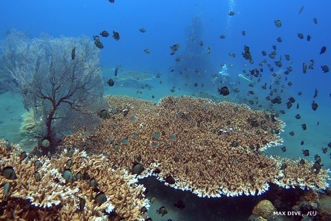 サンゴとクロスズメダイ，バリ島アメッドでダイビング