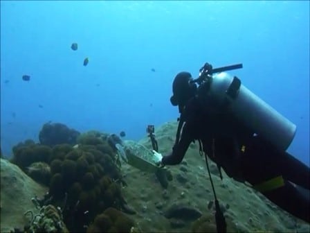 バリ島ヌサペニダ、ウミガメとダイビング