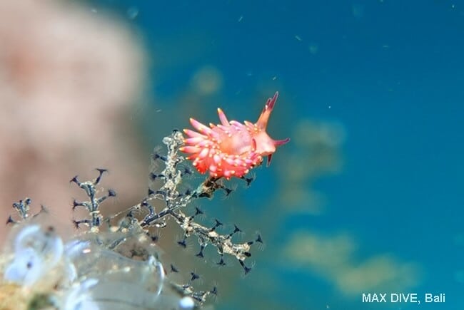 ミチヨミノウミウシ、Trinchesia sibogae, パダンバイの桟橋下Jetty