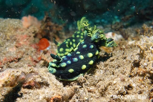 トサカリュウグウウミウシ,Nembrotha cristata , パダンバイ・ジェティ(Jetty)