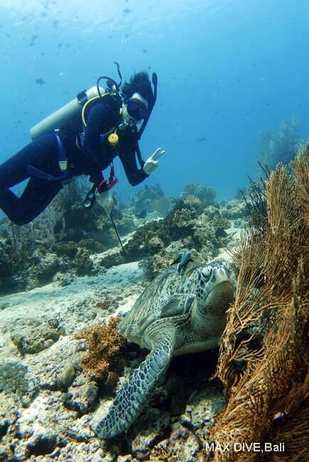 アオウミガメ、バリ島ムンジャンガン