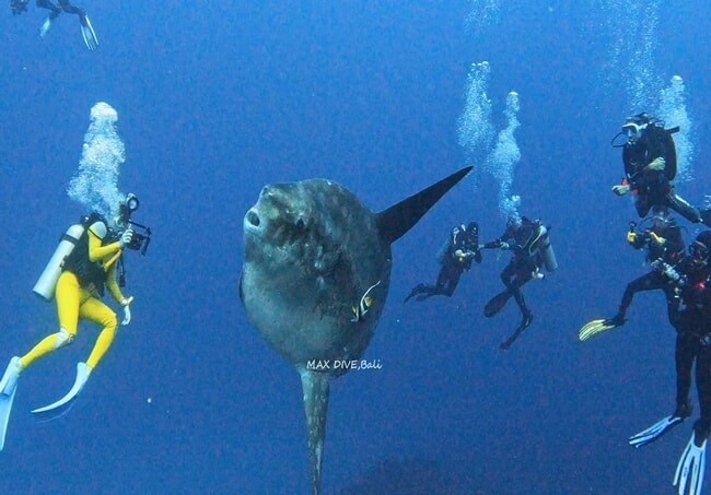 マンボウ、バリ島ヌサペニダ