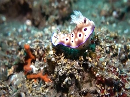 バリ島トランベン,マダライロウミウシ