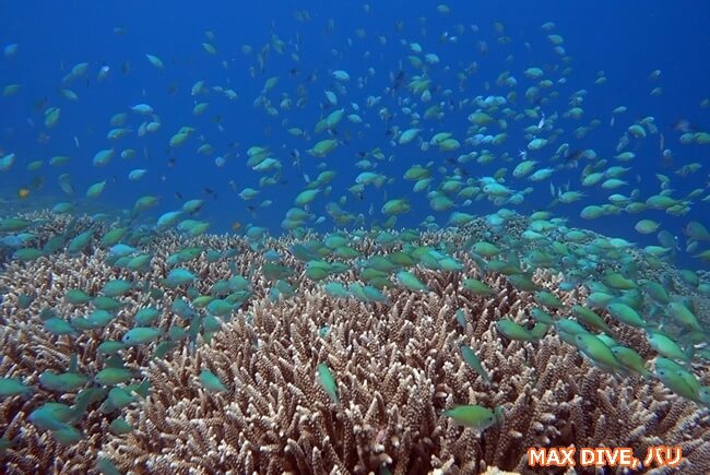 バリ島ヌサペニダのサンゴ礁