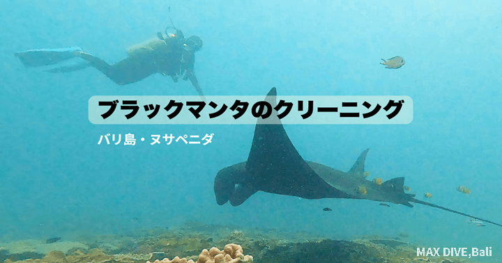 ブラックマンタのクリーニング、バリ島ヌサペニダ