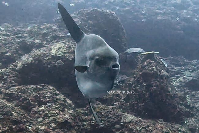 マンボウダイビング、バリ島ヌサペニダのブルーコーナー