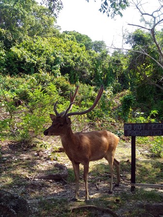 バリ島ムンジャンガン島の野生の鹿