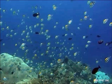 バリ島ヌサペニダのダイビングスポットPEDで見たオヤビッチャの群れ