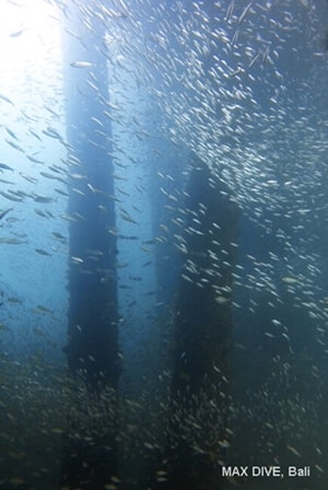 桟橋下の小魚の群れ,パダンバイ・ジェティ