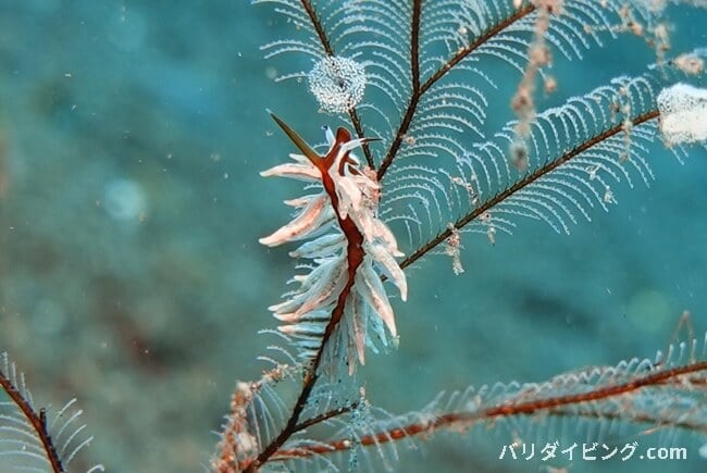 ホリミノウミウシ属の一種、 Eubranchus sp.