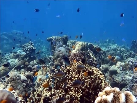 バリ島アメッド，サンゴとスズメダイ