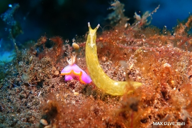 シノビイロウミウシ属の一種とゴクラクミドリガイの一種,バリ島トランベン