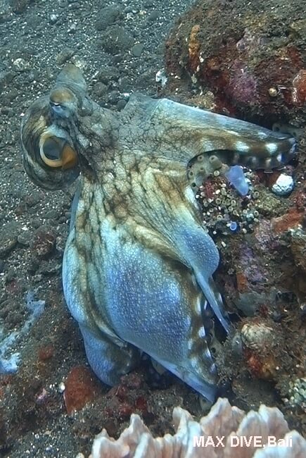 タコの捕食戦略の一つウェブオーバーwebover
