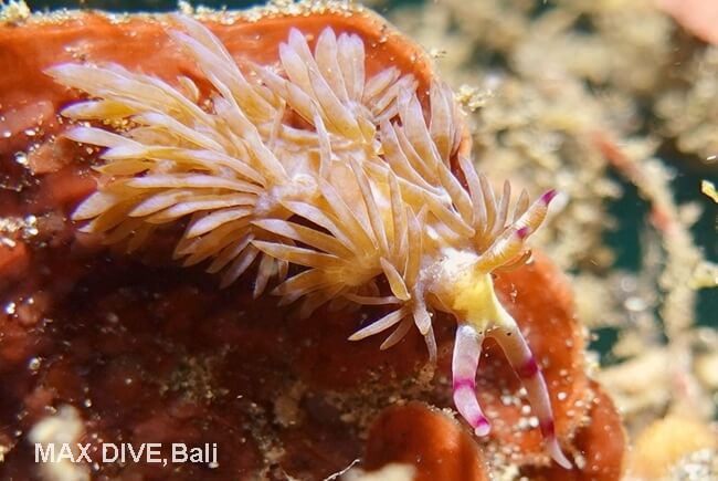 ムカデミノウミウシの種複合体、pteraeolidia semperi species complex