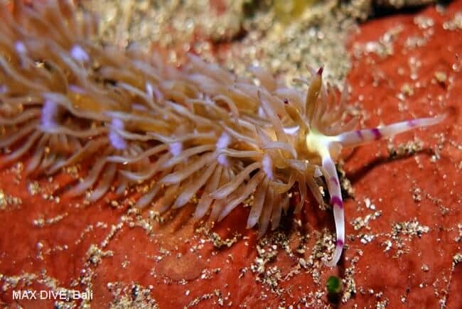 ムカデミノウミウシ, Pteraeolidia semperi, パダンバイ・ジェティ(Jetty)