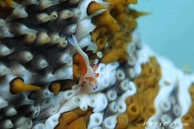 ウミウシカクレエビとナマコの共生