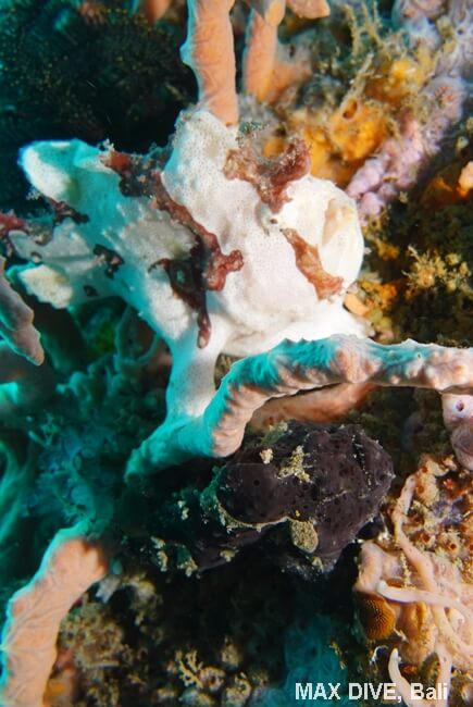 イロカエルアンコウ,painted frogfish, パダンバイ・ジェティ