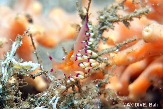 アデヤカミノウミウシ,Coryphellina exoptata, パダンバイ・ジェティ(Jetty)