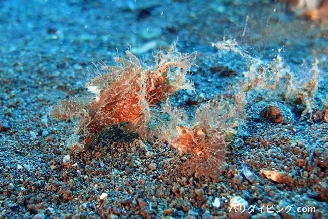 アンボンスコーピオンフィッシュ, Pteroidichthys amboinensis