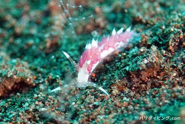 ガヒミノウミウシ、Facelina sp