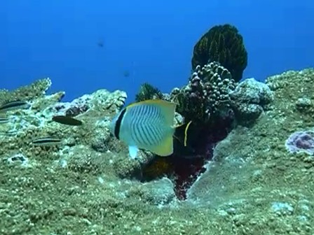 バリ島テペコン，ヤリカタギ・chevron butterflyfish