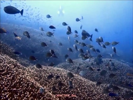 バリ島ヌサペニダのサンゴ礁