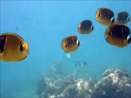 バリ島パダンバイ，チョウハン，moon butterflyfish