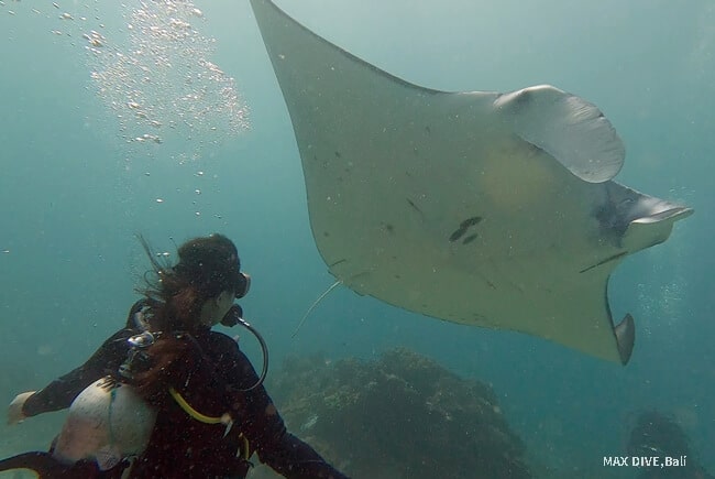 マンタとダイビング、バリ島ヌサペニダ