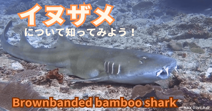 イヌザメ、brownbanded bamboo sharkについて知ってみよう