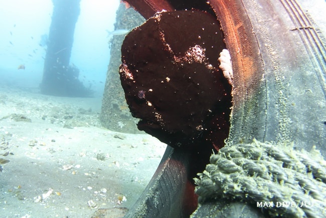オオモンカエルアンコウ，giant frogfish, タイヤの中，パダンバイ桟橋下