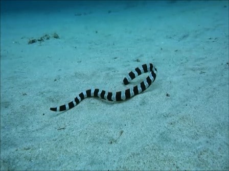 ﾊﾞﾘ島ダイビング：パダンバイ：ウミヘビ、シマウミヘビ