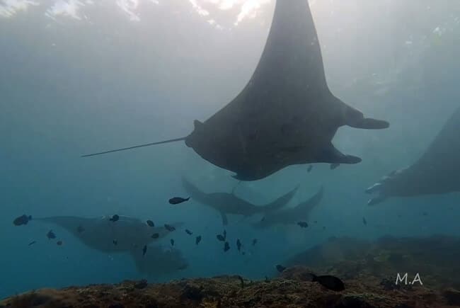 マンタ15枚、バリ島ヌサペニダ