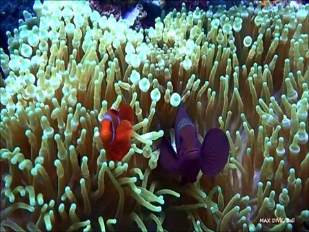 バリ島アメッド，スパインチークアネモネフィッシュ，spinecheek anemonefish bali