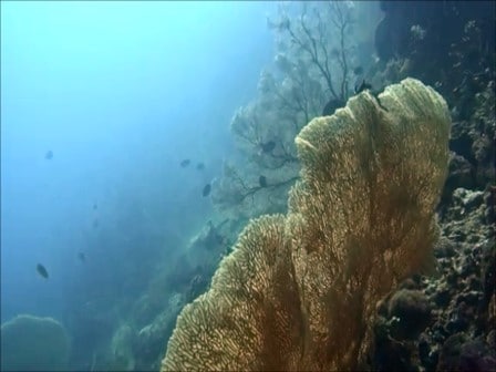 バリ島ムンジャンガン島の大きなウミウチワ