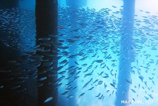 バリ島パダンバイ,ジェティ（桟橋下）の魚の群れ