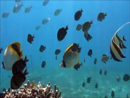 バリ島パダンバイ，ニセフウライチョウチョウウオ，lined butterflyfish
