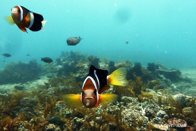 バリ島クマノミ， Clark's anemonefish