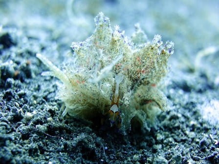 カンランウミウシ とウミウシカクレエビ,　Polybranchia orientalis and emperor shrimp, バリ島アメッド