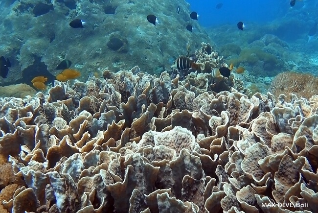 バリ島ヌサペニダ、サンゴ礁が綺麗なダイビングポイントで体験ダイビング