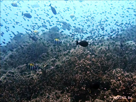 ヌサペニダのダイビングスポットPEDで見た物凄い数のスズメダイの群れ