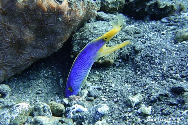 ハナヒゲウツボ，ribbon eel, バリ島トランベン、コーラルガーデン
