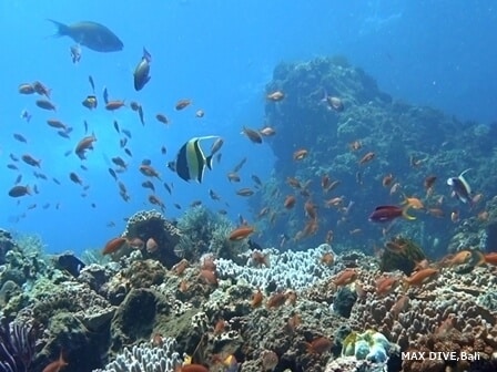 ギリ・テペコン浅場のサンゴ礁とハナダイの群れ