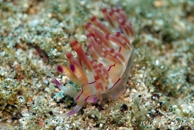 Coryphellina ,コリュフェリナ・フラムマ ?
若しくは、Coryphellina iurmanoviの可能性も