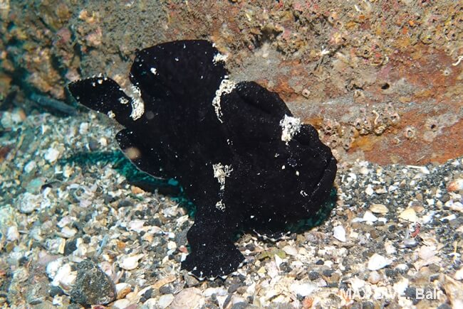 イロカエルアンコウの黒かな?
