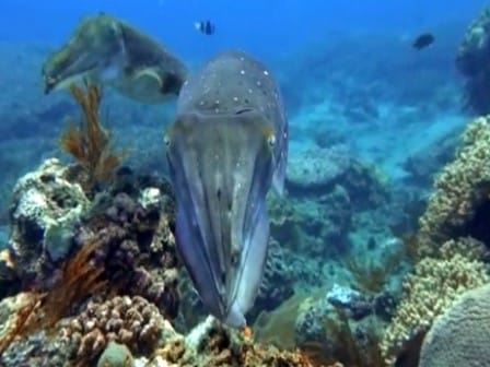 バリ島ダイビング，コブシメ，cuttlefish