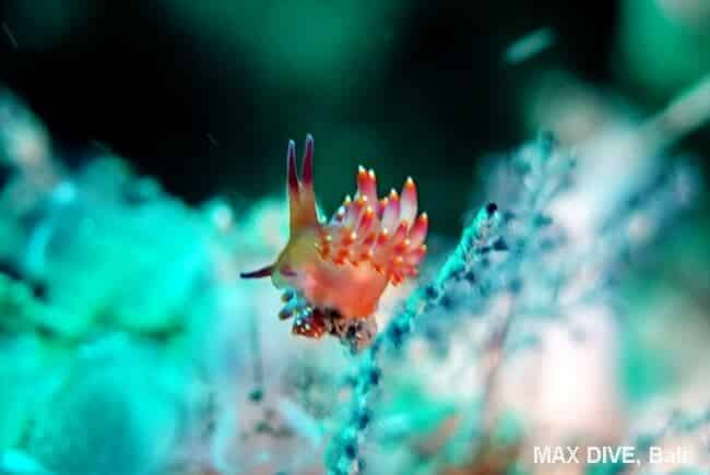 ミチヨミノウミウシ, Trinchesia sibogae, パダンバイの桟橋したJetty